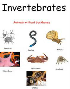 Home - Vertebrates and Invertebrates